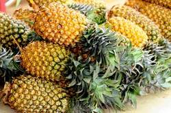 Fresh Pineapple Manufacturer Supplier Wholesale Exporter Importer Buyer Trader Retailer in namakkl Tamil Nadu India